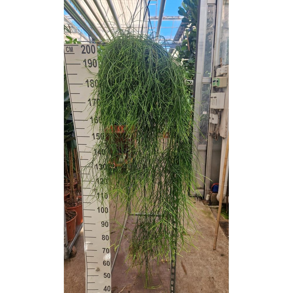 Rhipsalis Baccifera Oasis hangplant XXL.