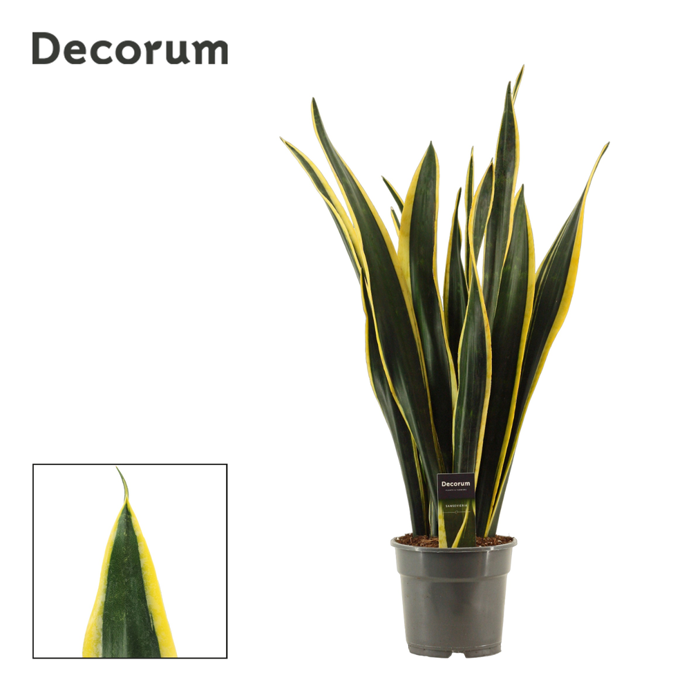 Sansevieria Black Gold 17 cm (Decorum).