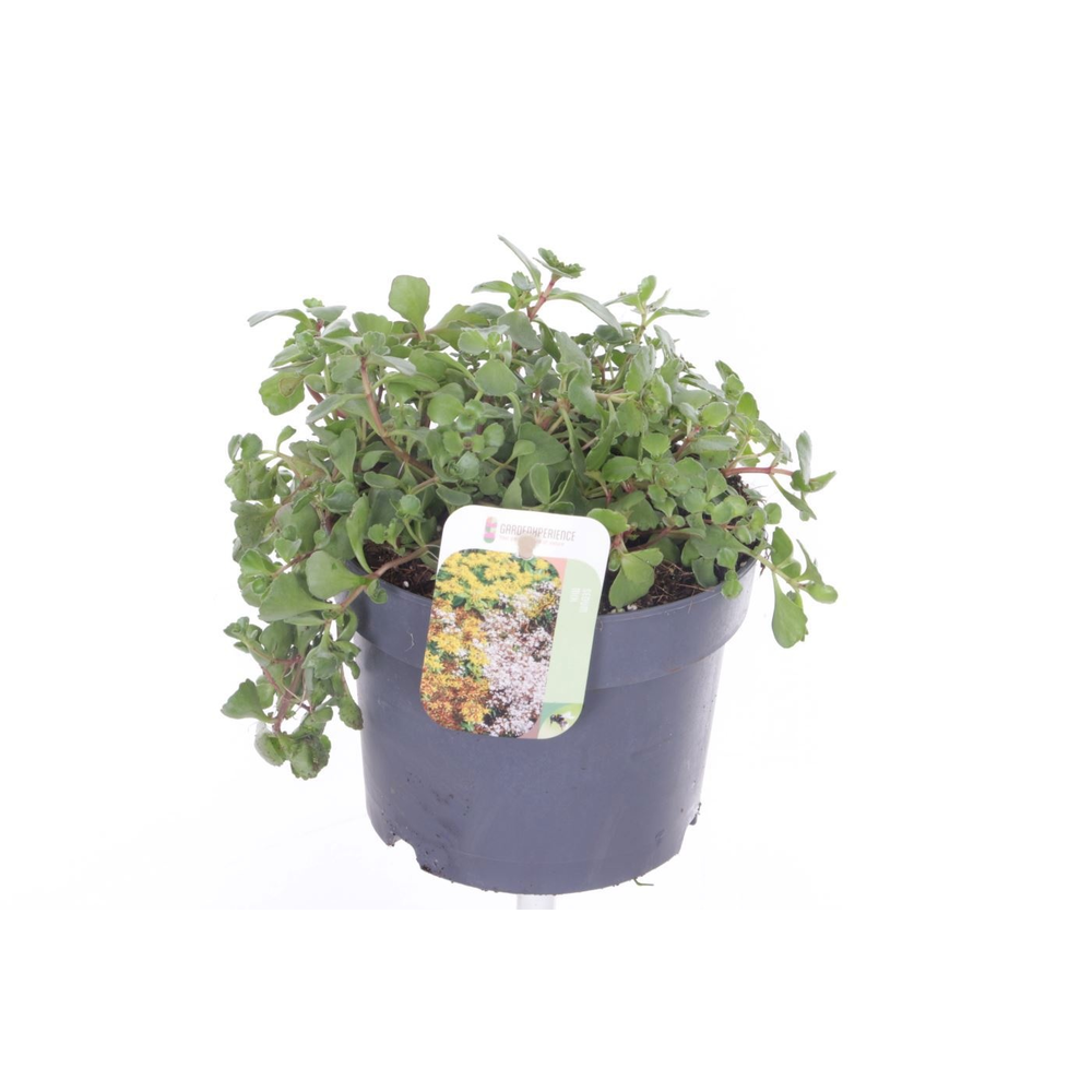 Sedum spurium Coccineum.