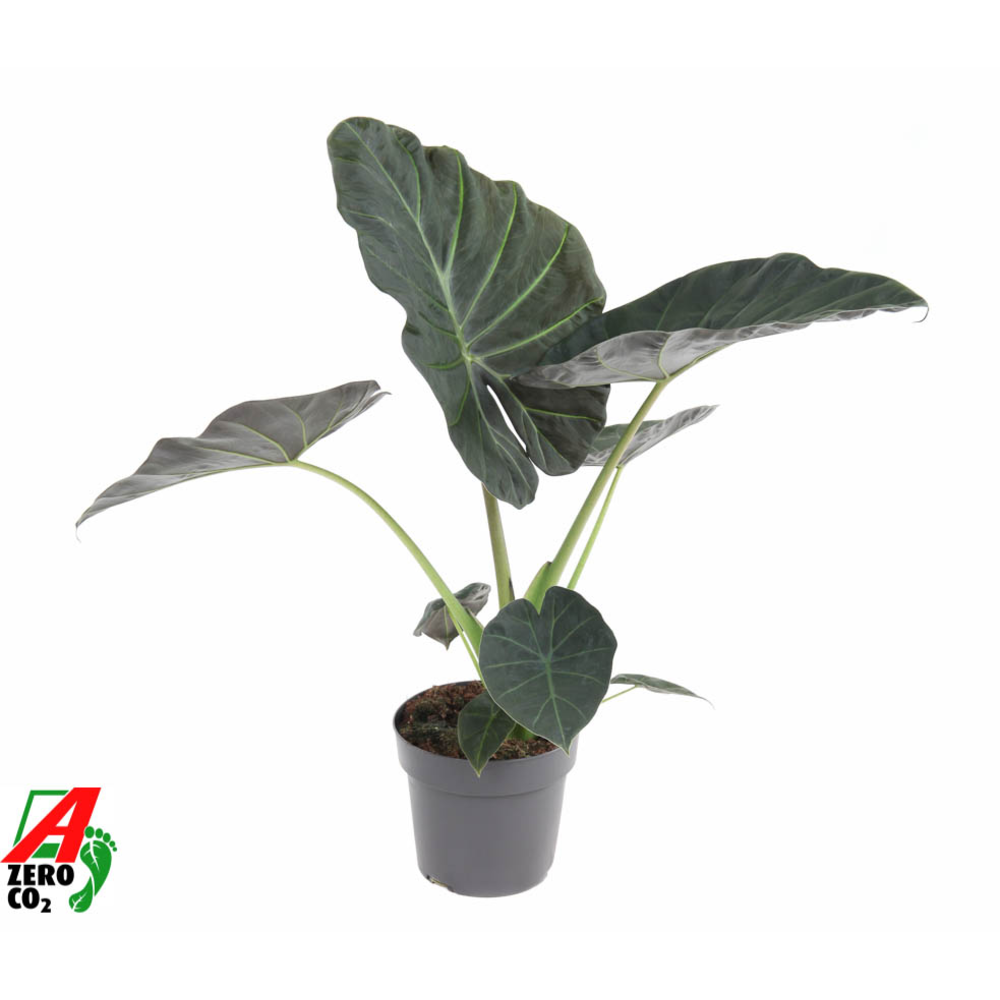 Alocasia Regal Shields.