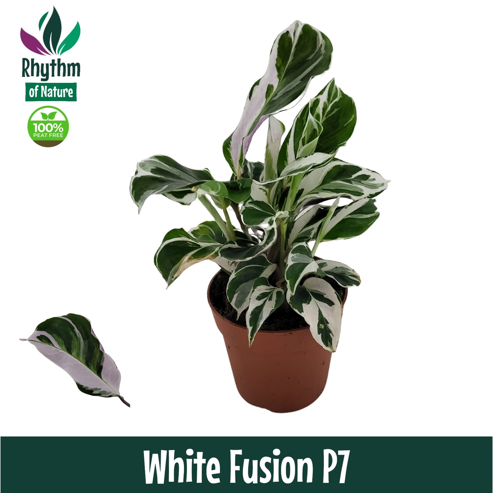 Calathea 7cm White Fusion.
