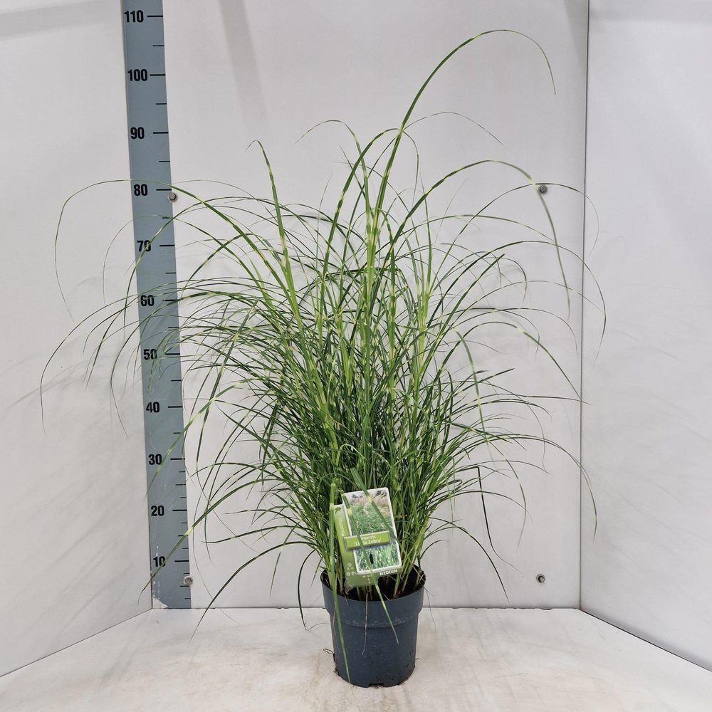 Miscanthus sin. 'Little Zebra'.
