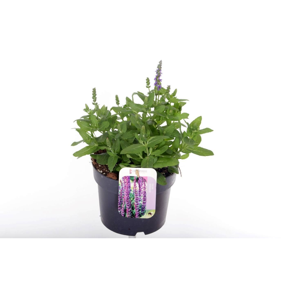 Salvia nemorosa Synchro Blue.