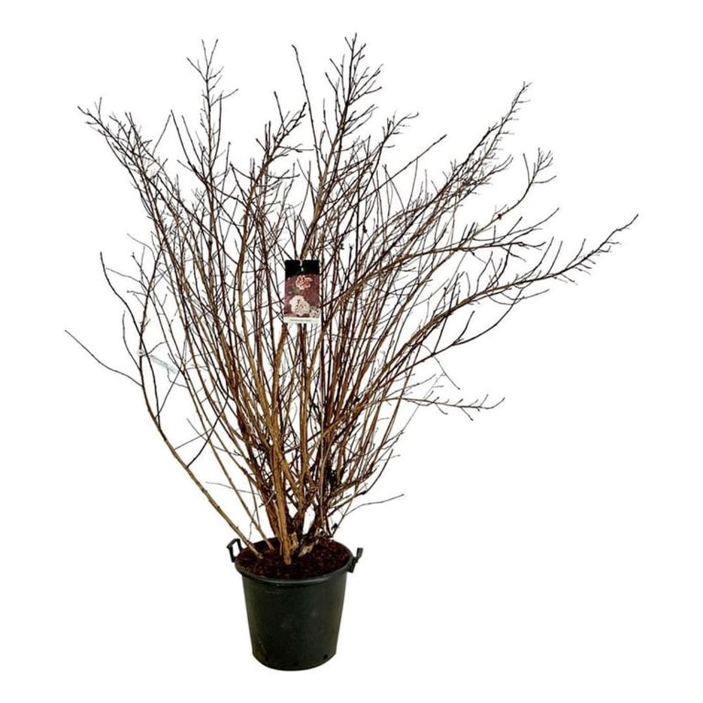 Physocarpus opulif. 'Diabolo'.