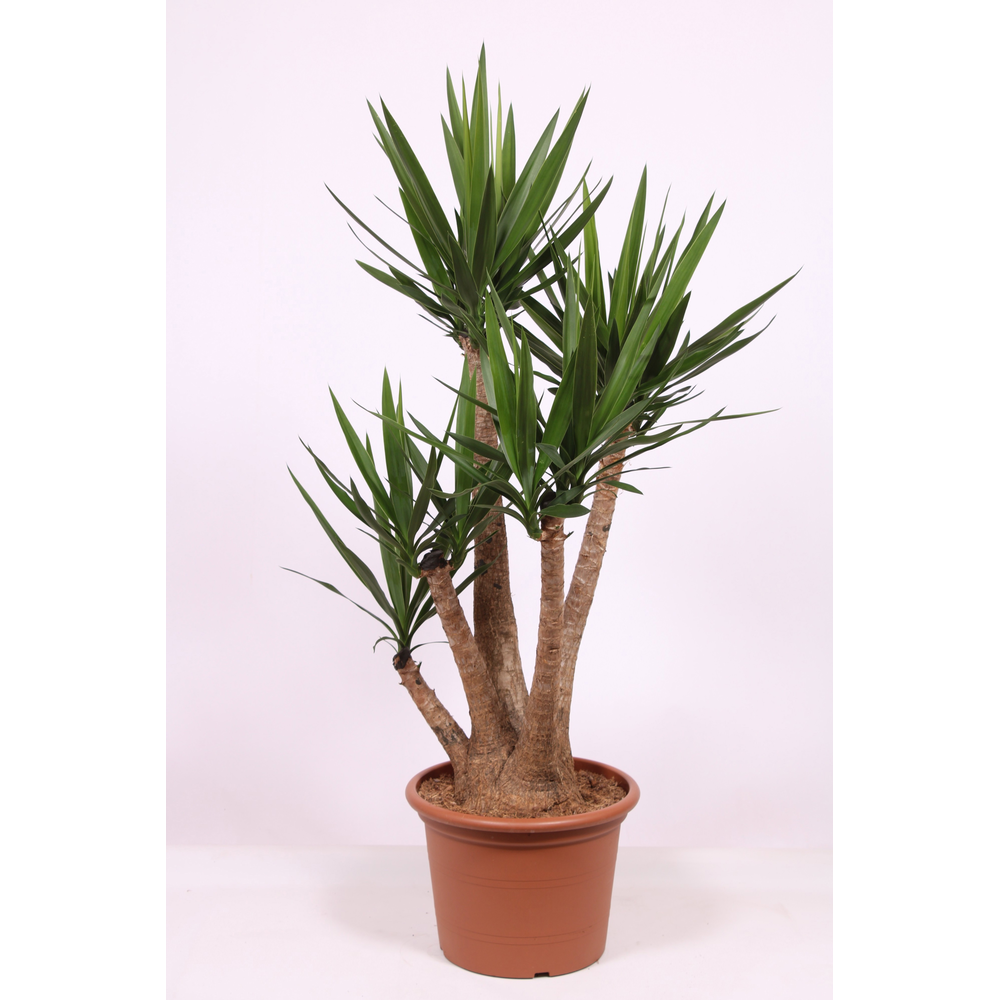 Yucca elephantipes.