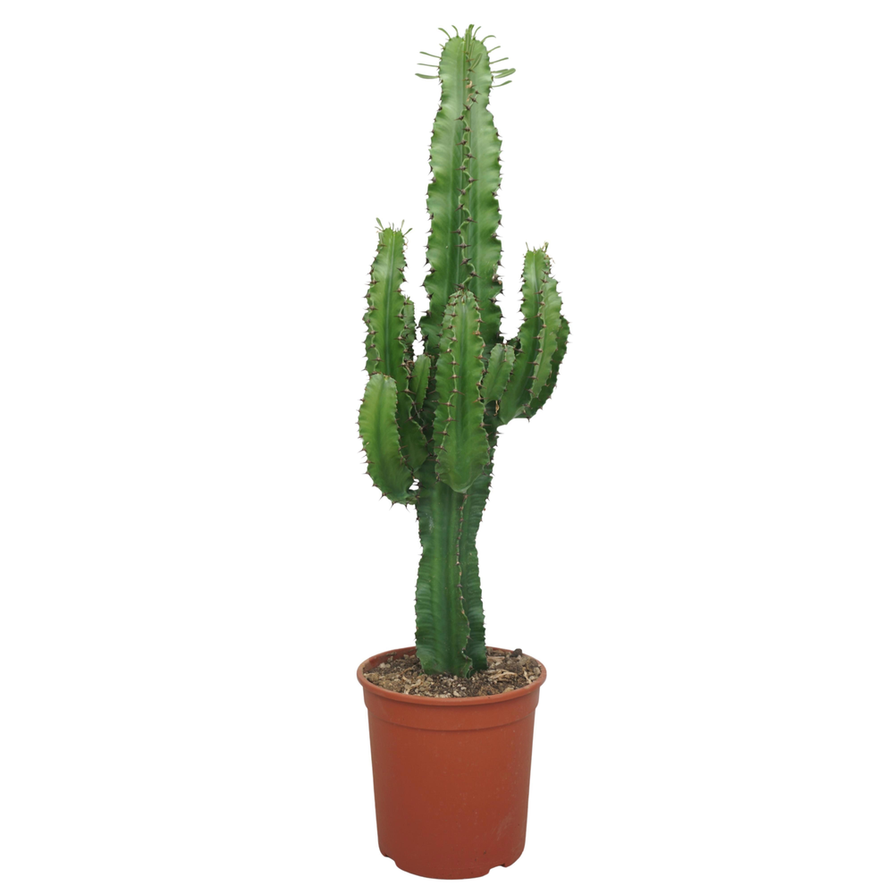 Euphorbia eritrea 21 cm.
