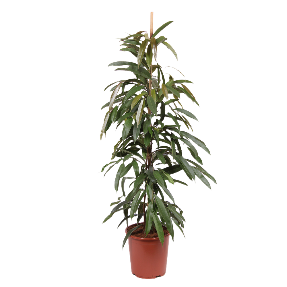 Ficus Amstel King.