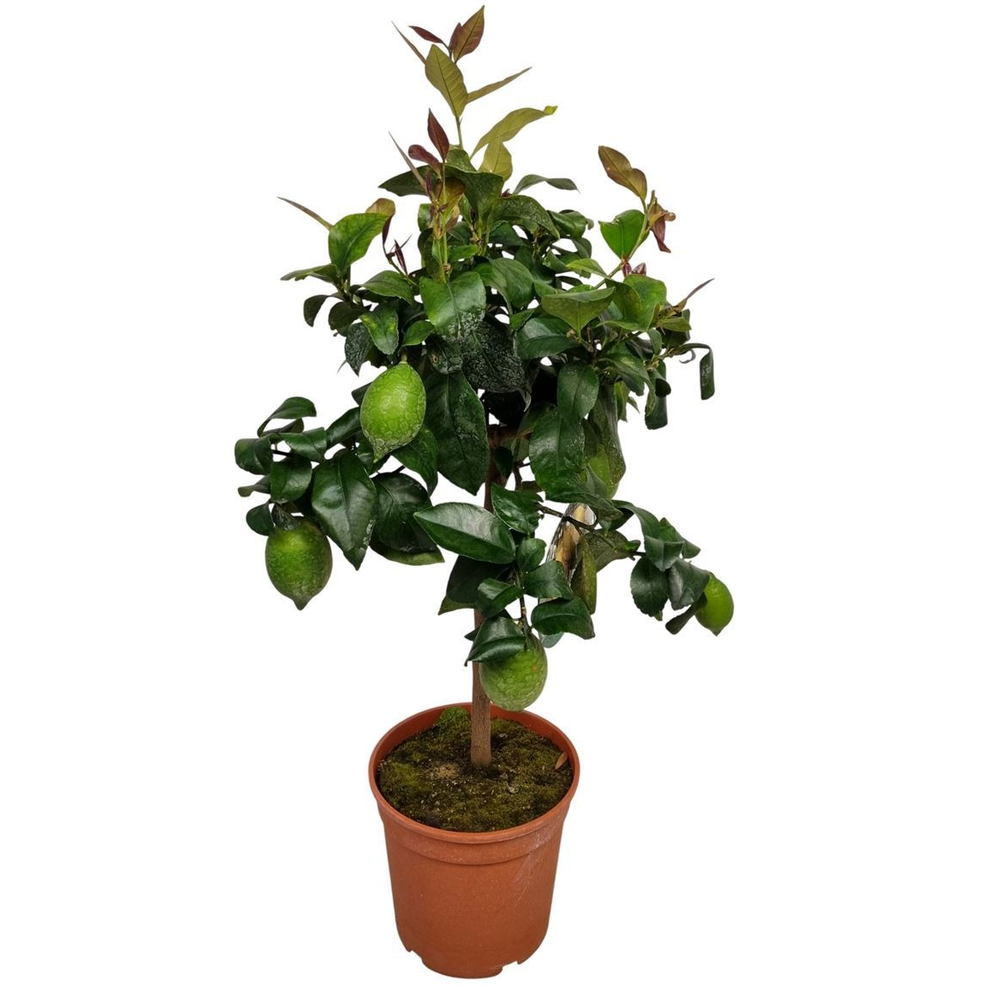 Citrus Lemon Stem.