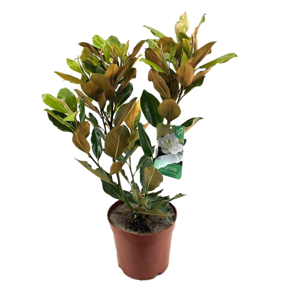 Magnolia Grandiflora "little gem".