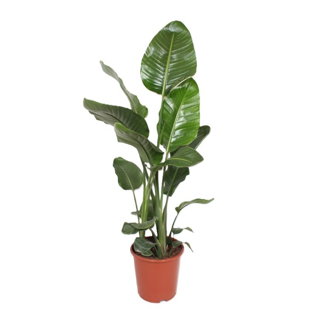 Strelitzia nicolai.