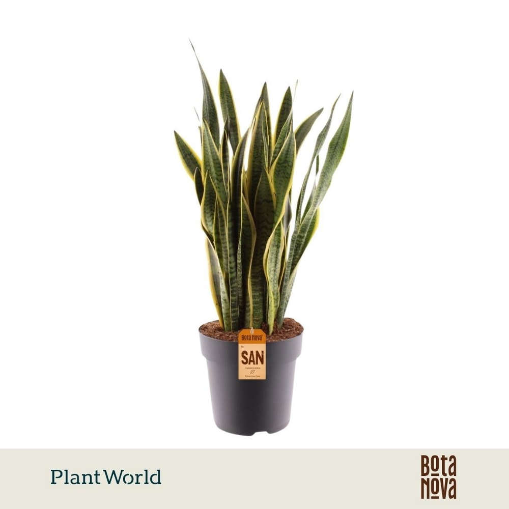 Sansevieria Laurentii 100-110 cm (Decorum).