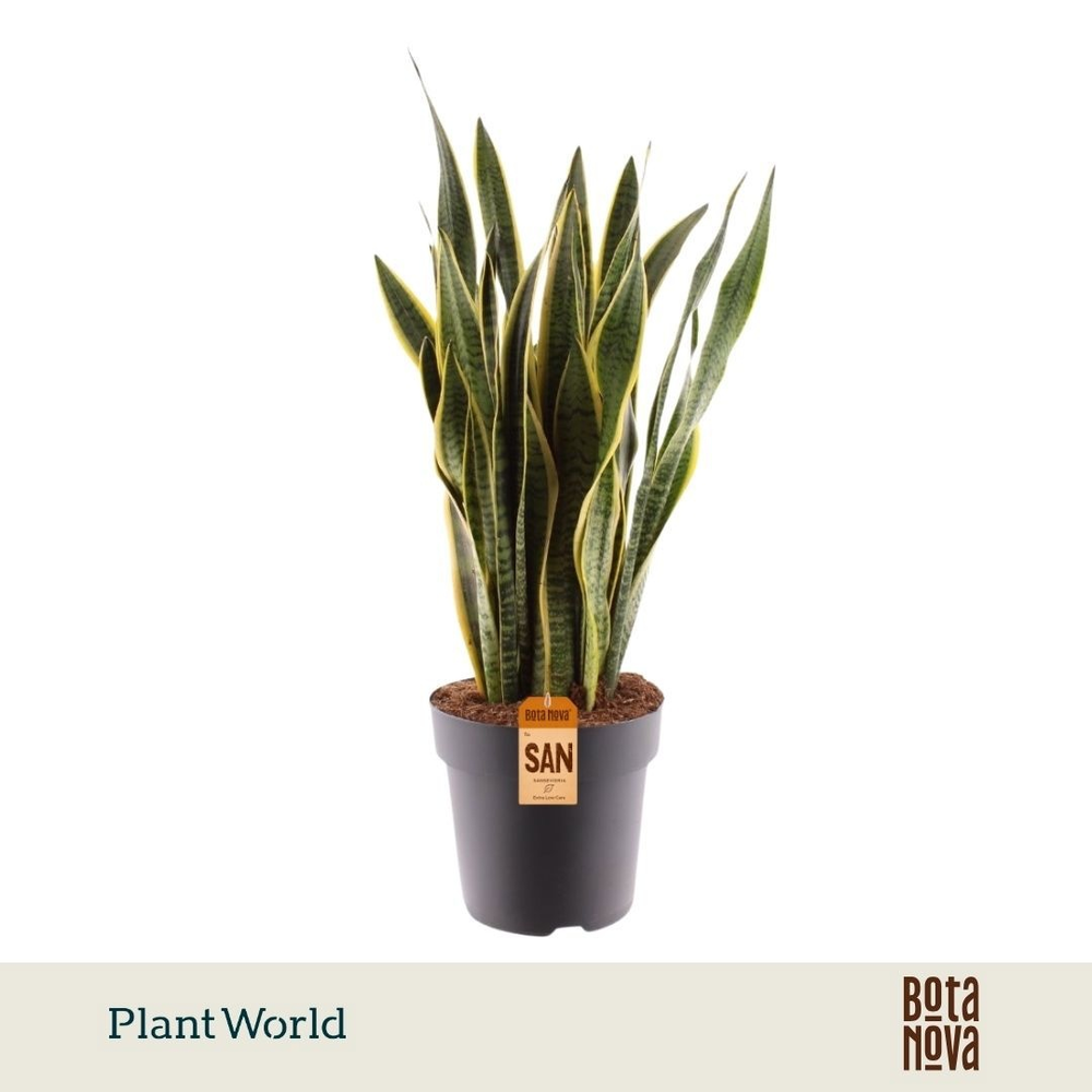 Sansevieria Laurentii 90-100 cm (Decorum).