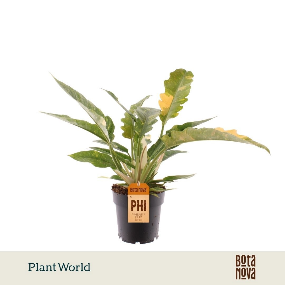 Philodendron narrow 'Ring of Fire'.
