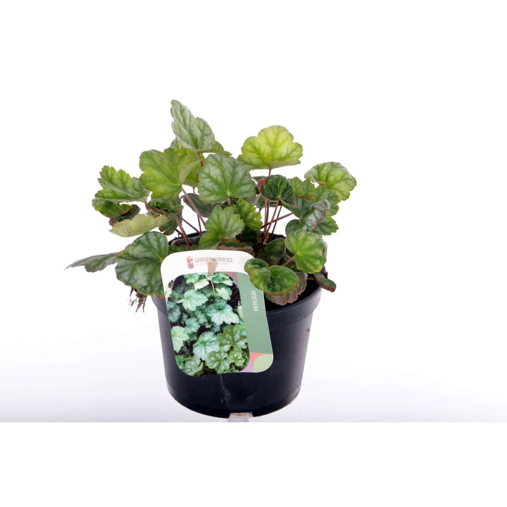 Heuchera amer. Dale's Strain.