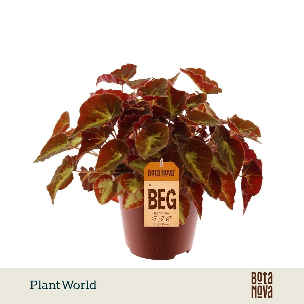 Begonia rex Montuno.