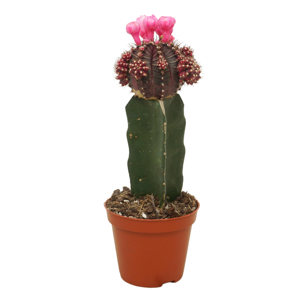 Gymnocalycium geënt zwart 8,5 cm.
