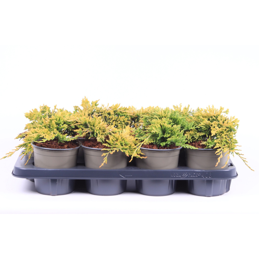 Juniperus horiz. 'Golden Carpet'.