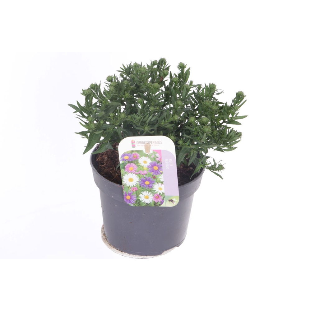 Aster (novi-belgii grp) Magic Purple.