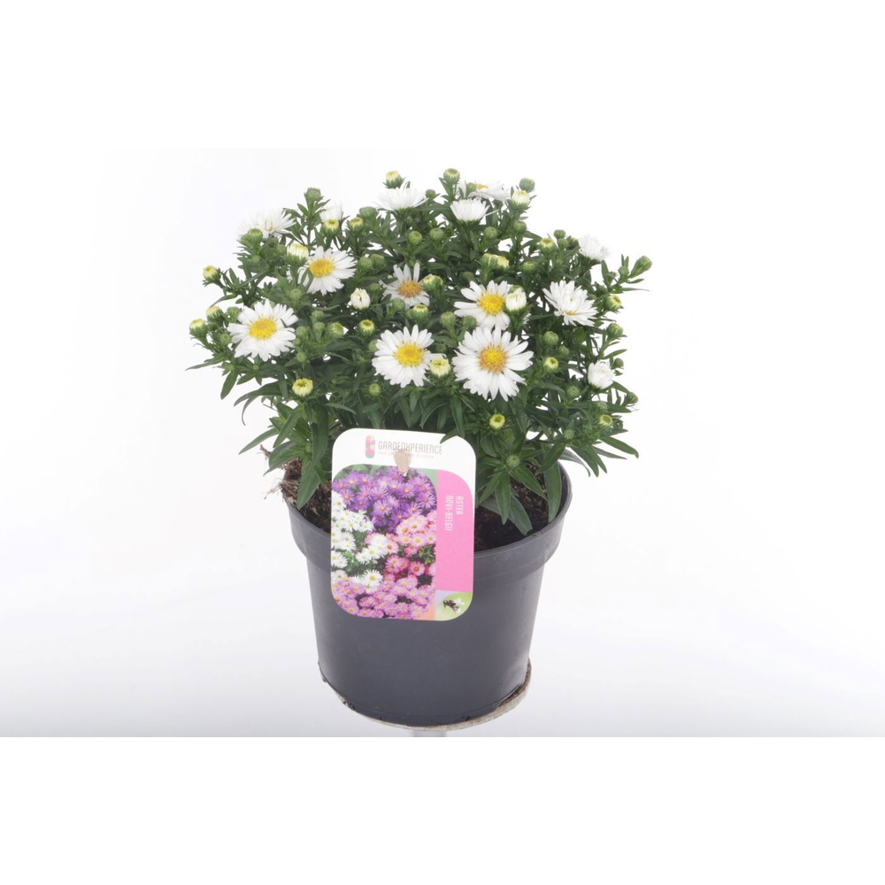 Aster (novi-belgii grp) Magic White.