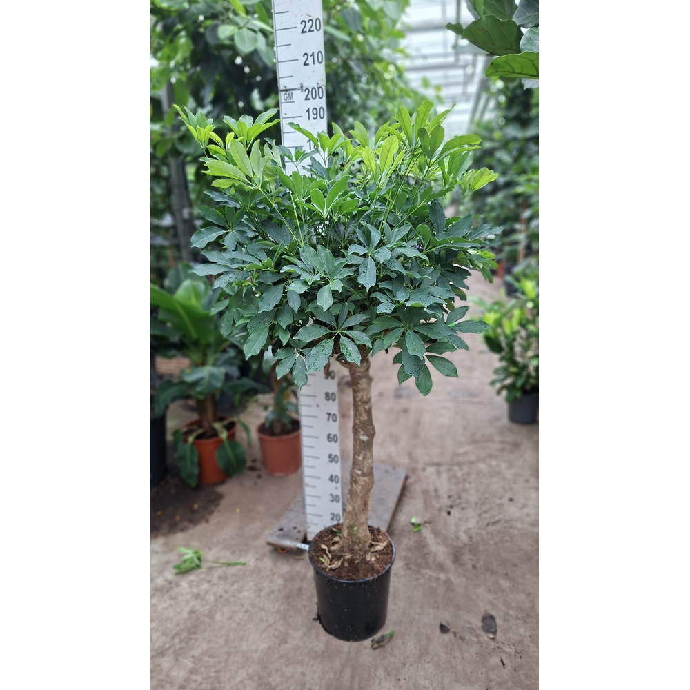 Schefflera Compacta rechte stam.