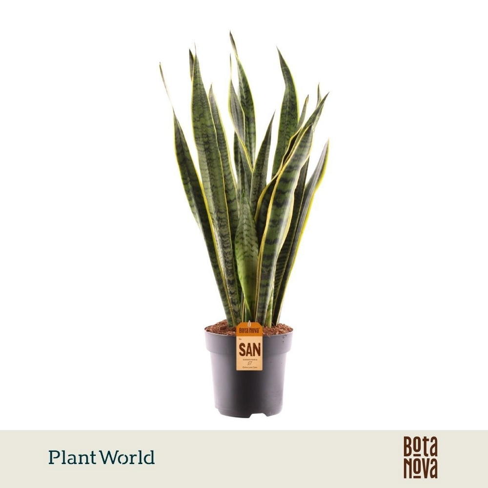 Sansevieria Laurentii.