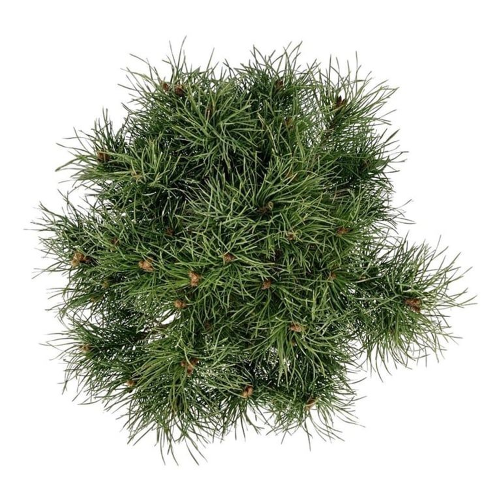 Pinus sylv. 'Blue Pearl' ®.