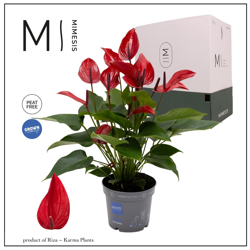 Mimesis Anthurium KARMA Lava - 12cm.