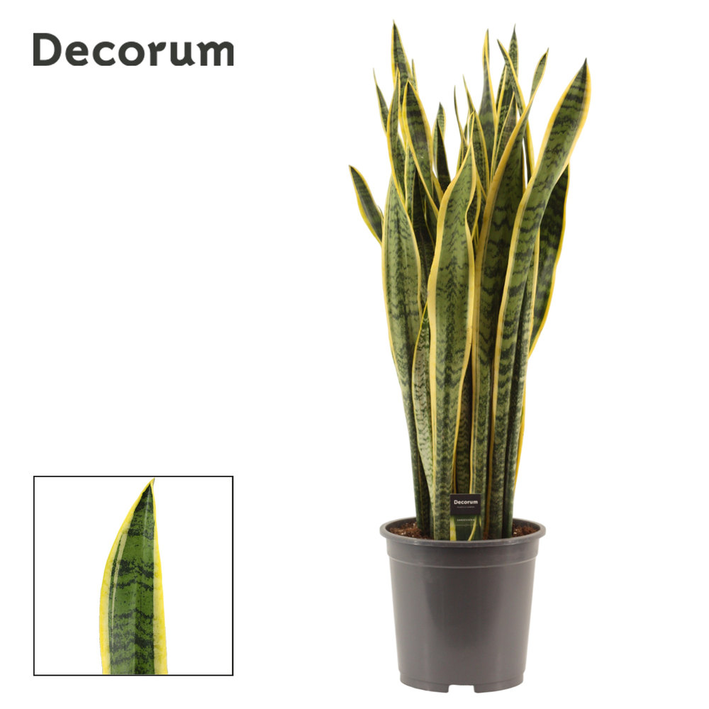 Sansevieria Laurentii 27 cm (Decorum).