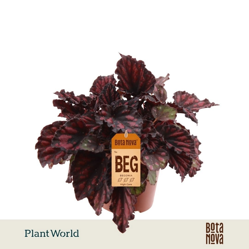 Begonia rex Etna.