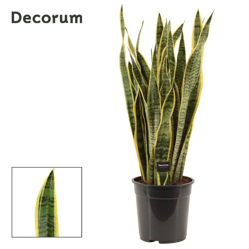 Sansevieria Laurentii 24 cm (Decorum).