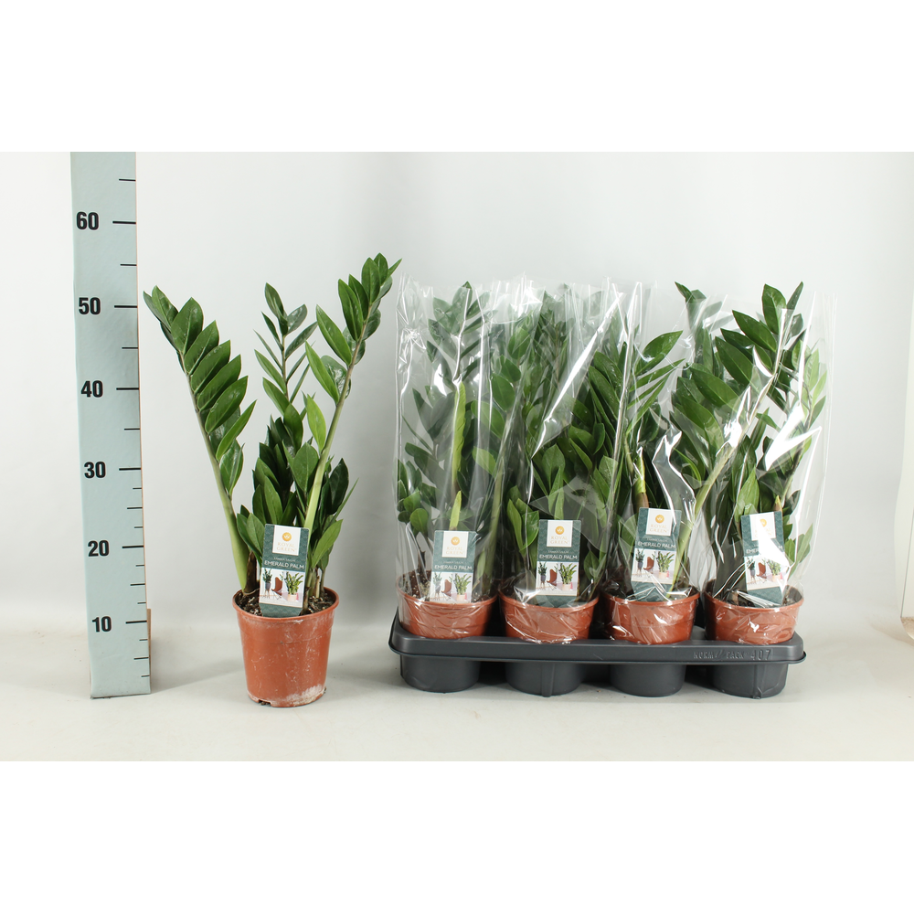 Zamioculcas 14cm.