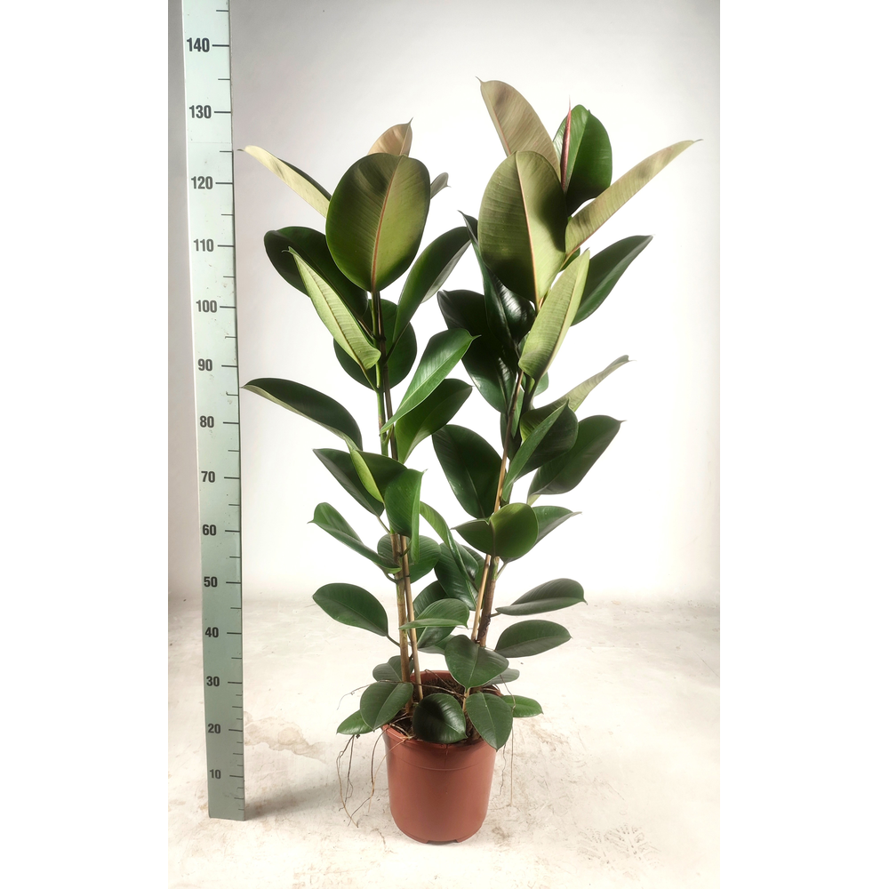 Ficus elastica 'Robusta' toef 2pp.