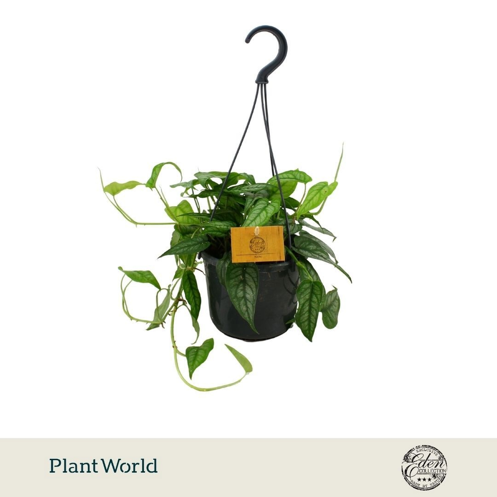 Monstera Siltepecana 15cm HP.