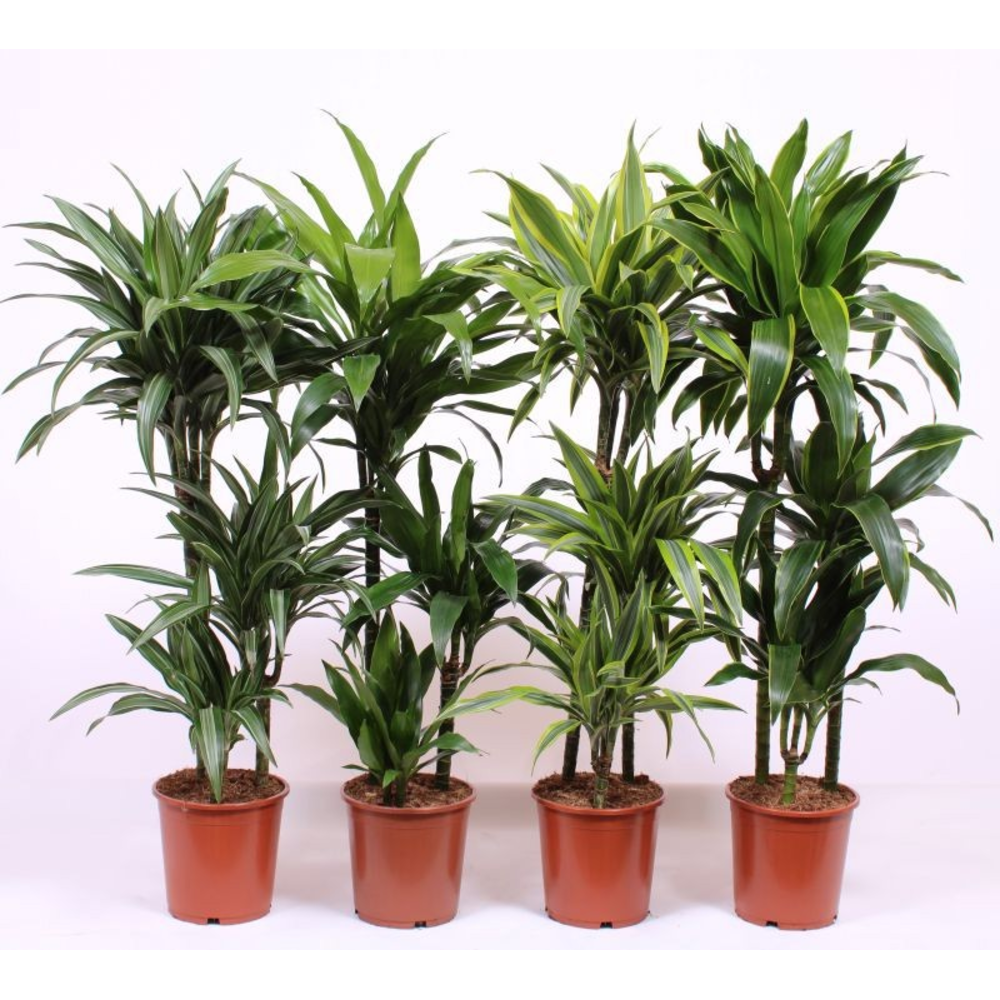 Dracaena fragrans Mixkar 60-30-15.