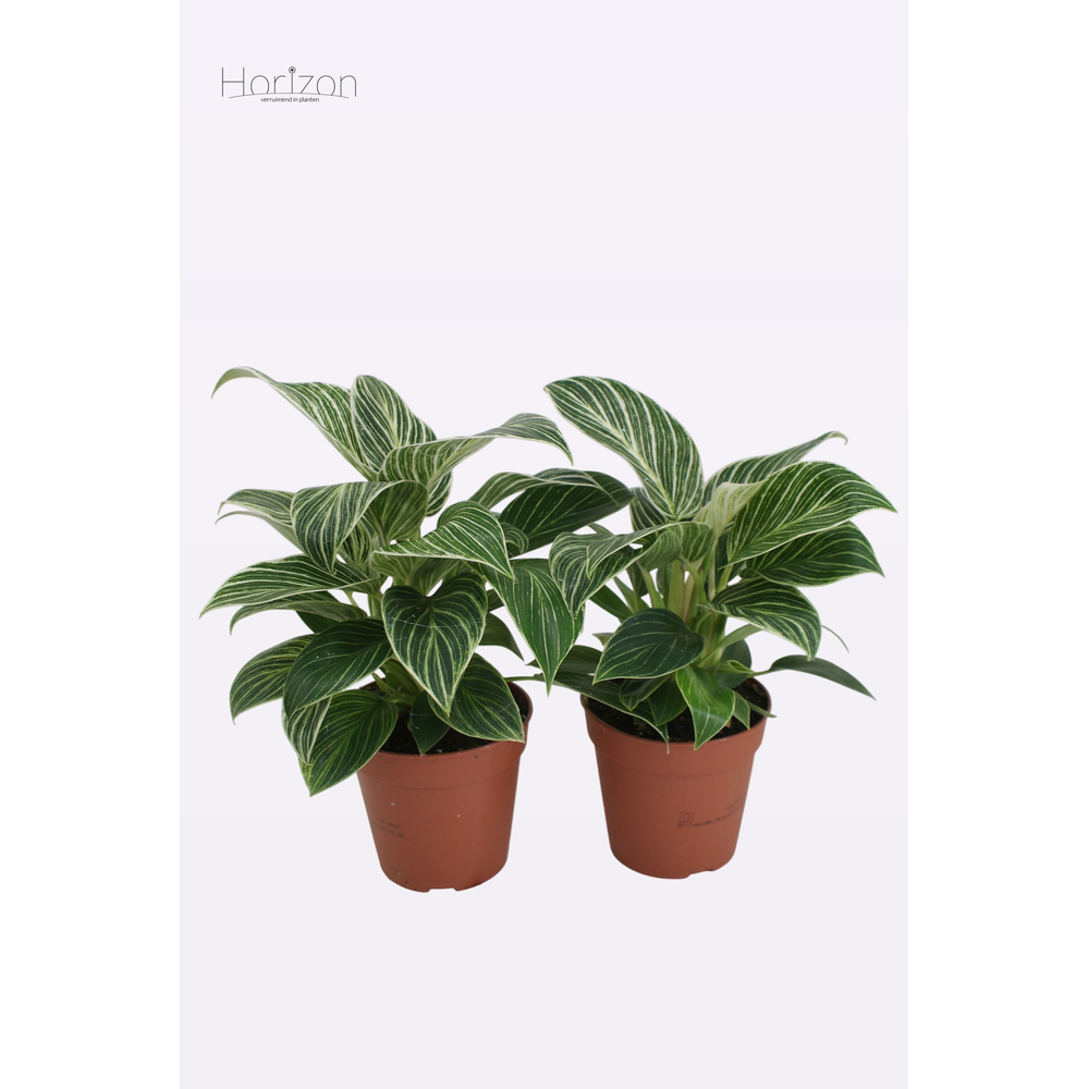 Philodendron 'Birkin'.