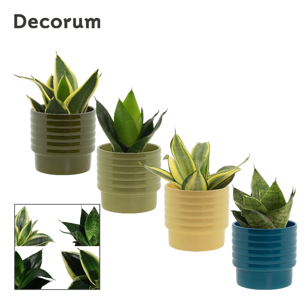 Sansevieria Hahnii 9 cm mix in Naemi (Tasty bubble.