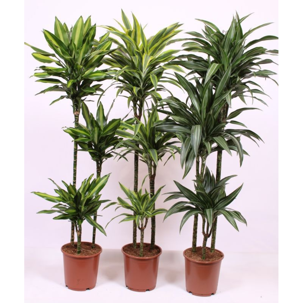 Dracaena fragrans Mixkar 90-60-30.