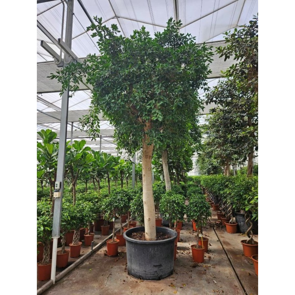 Ficus Nitida.