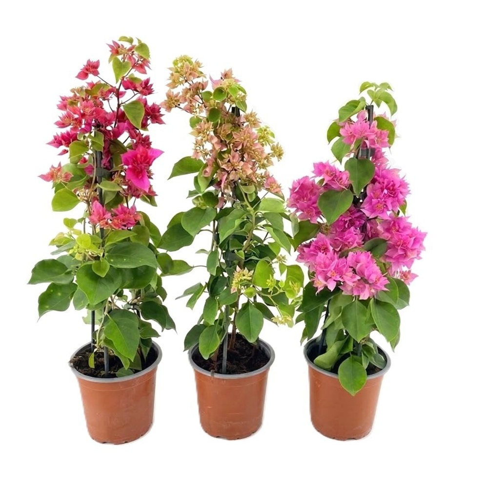 Bougainvillea.