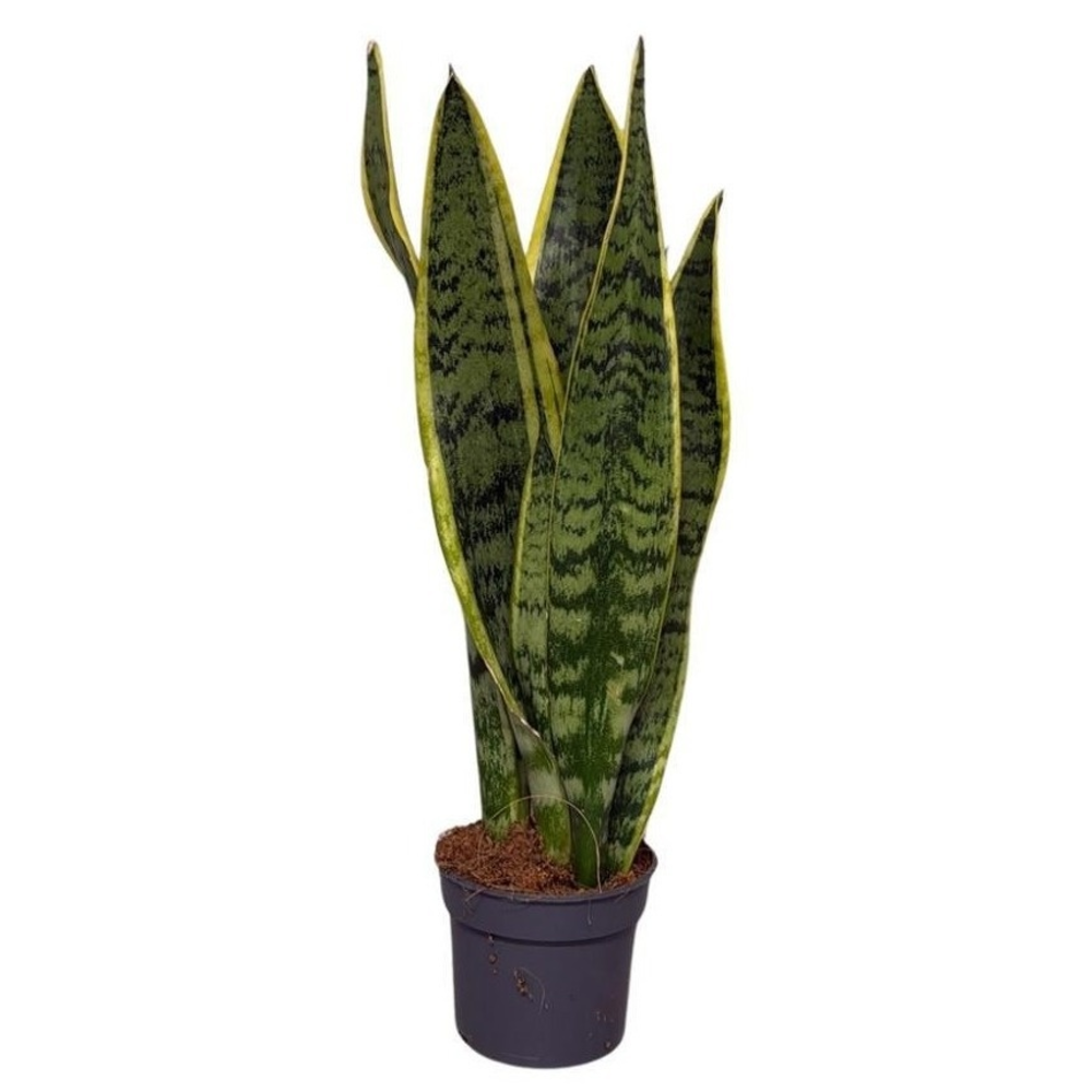 Sansevieria Laurentii.