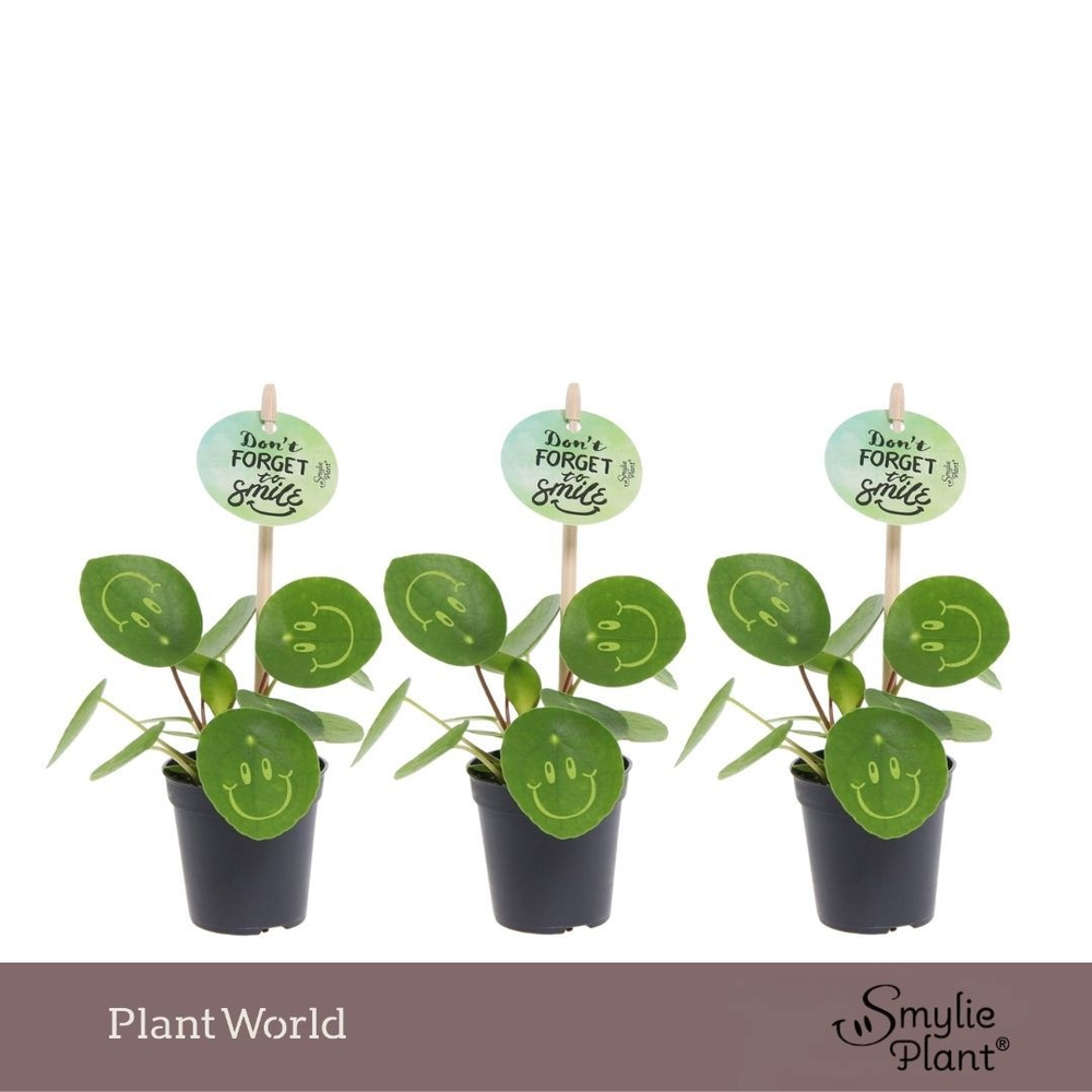 Pilea Smylie Plant® Ⓓ - Happy.