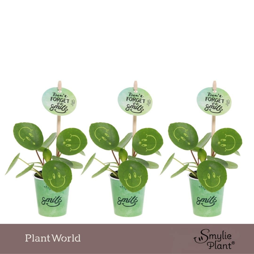 Pilea Smylie Plant® Ⓓ - Happy in papercup.