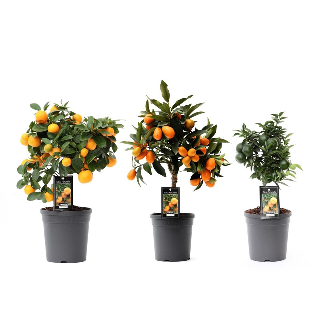 Citrus Mix 3 soorten.