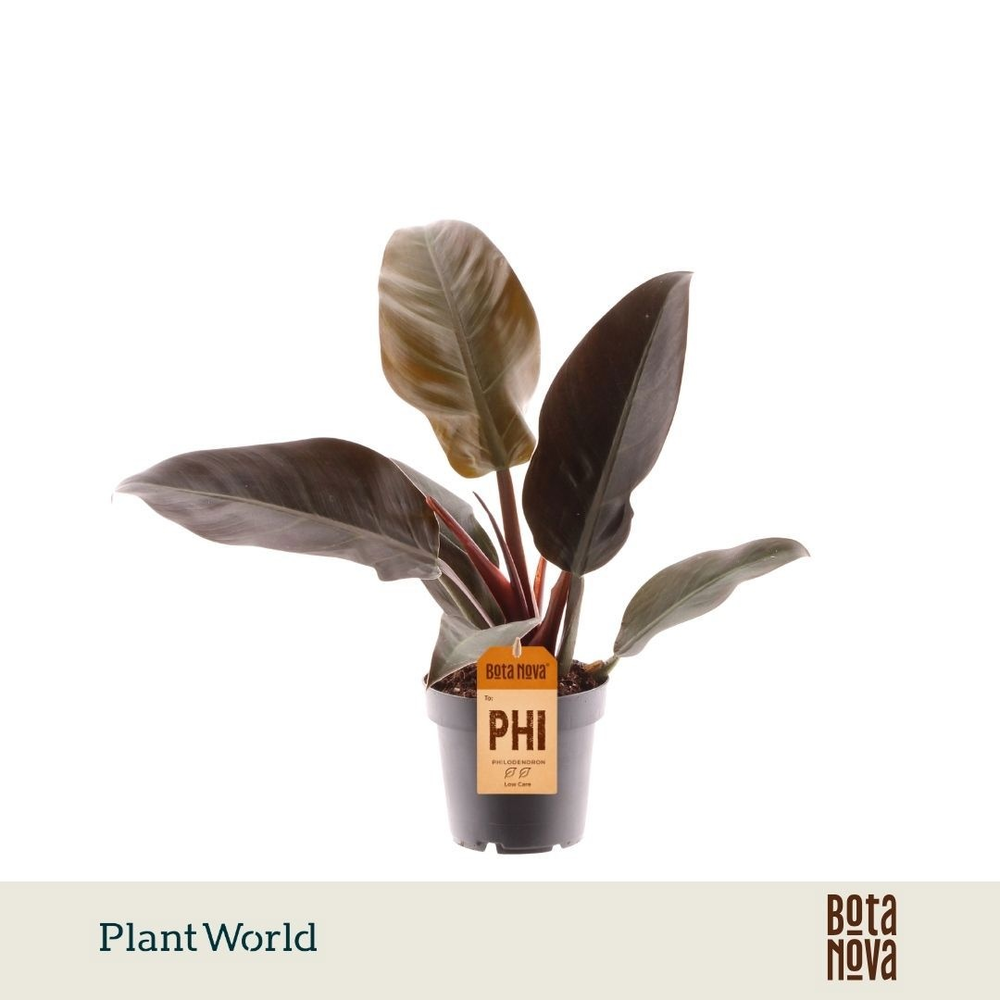Philodendron Imperial Red.