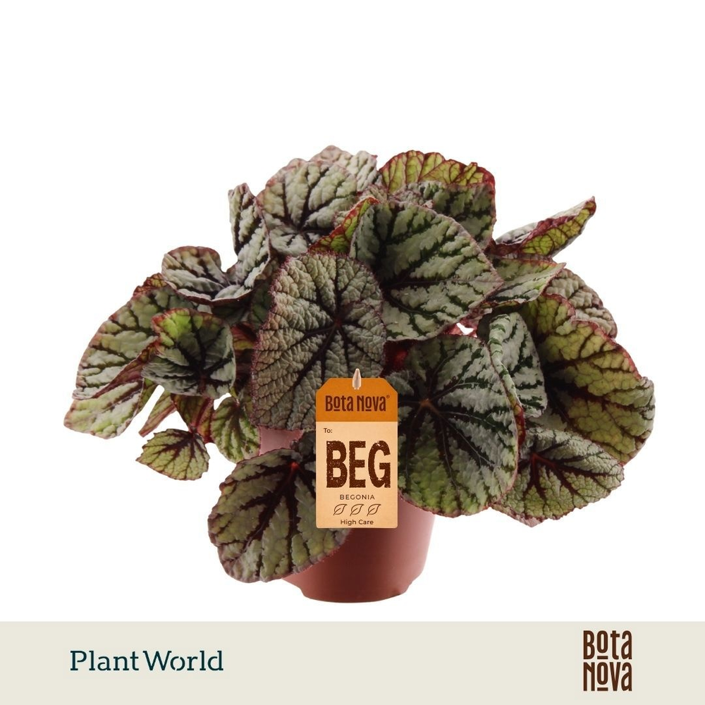Begonia rex Fedor.