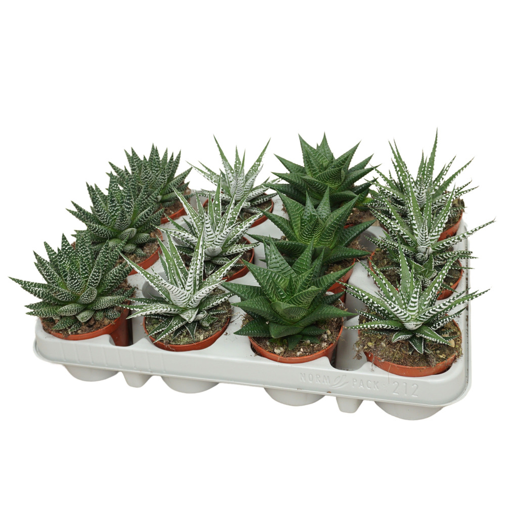 Haworthia de luxe mix 8,5 cm.