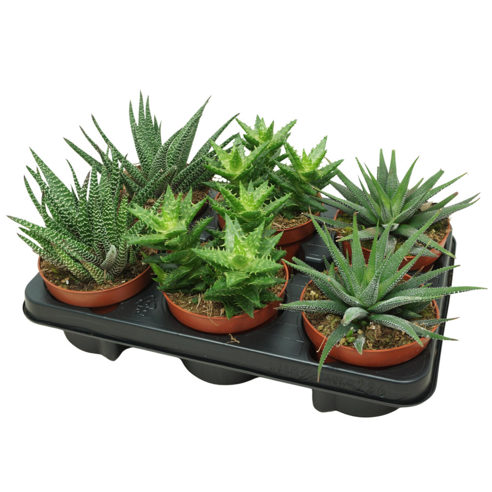 Haworthia/Gasteria mix 12 cm.