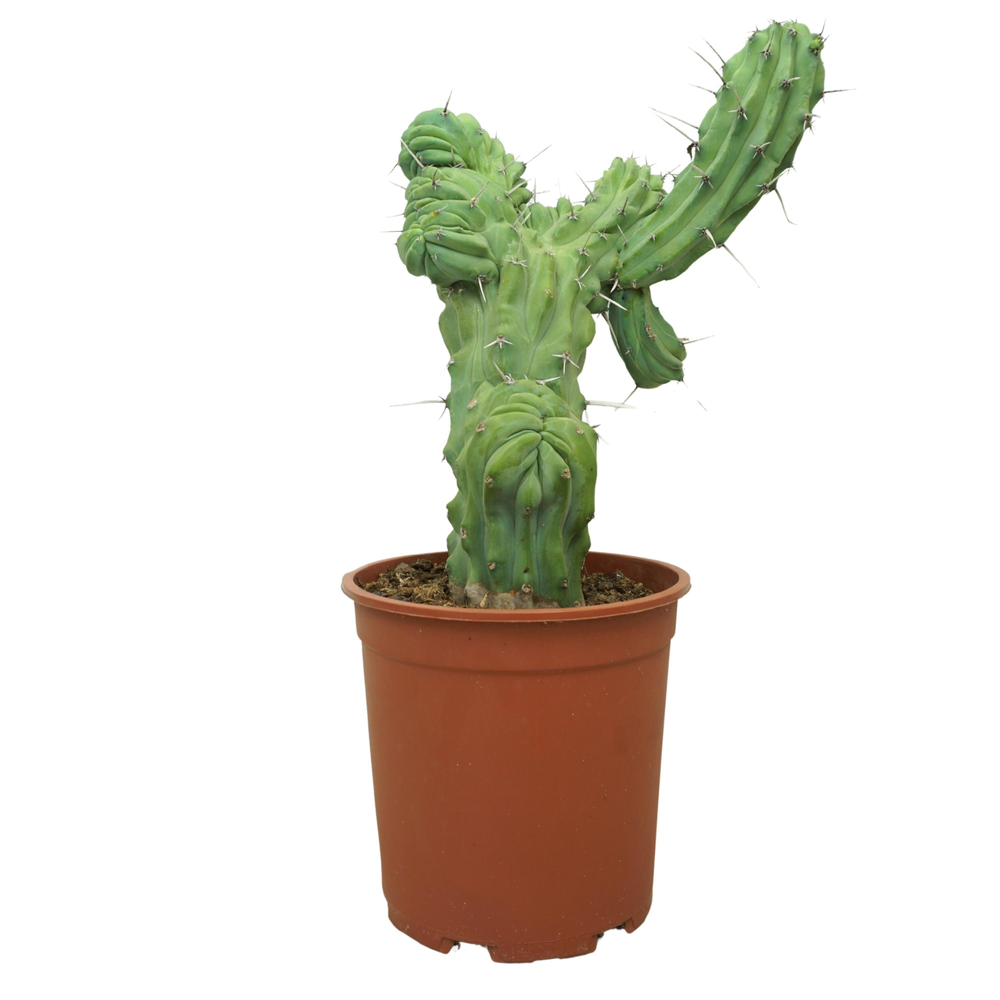 Myrtillocactus geometrizans cristaat 27 cm.