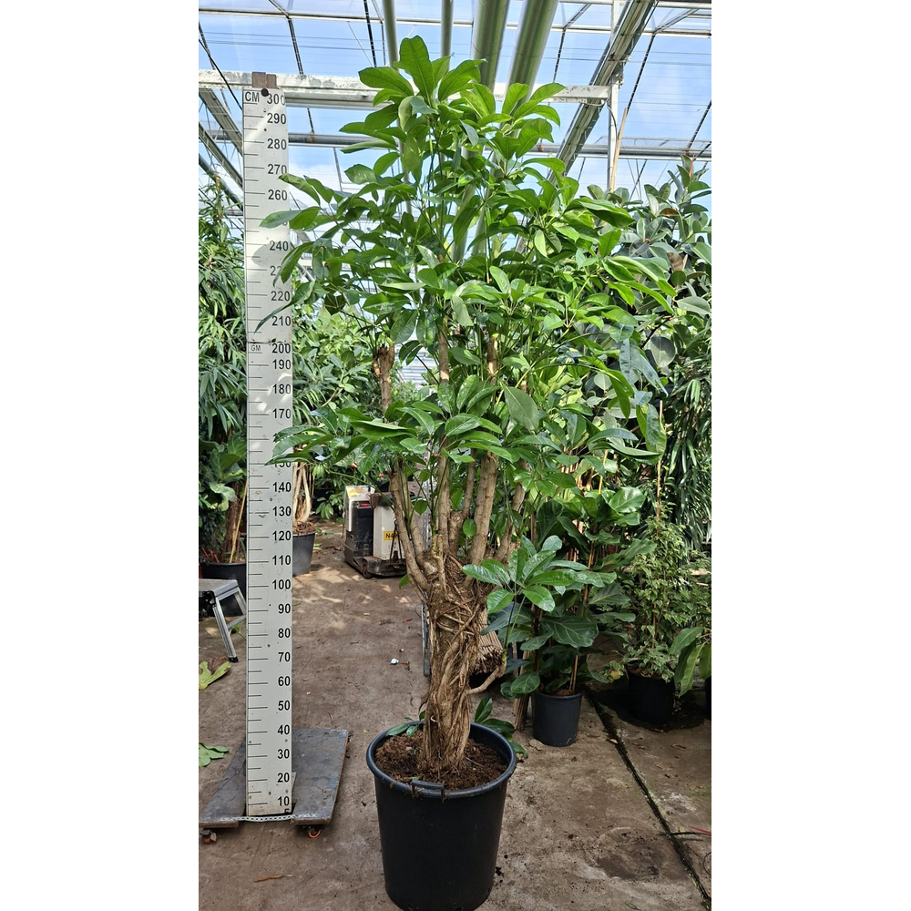 Schefflera Amate stam XL 300.