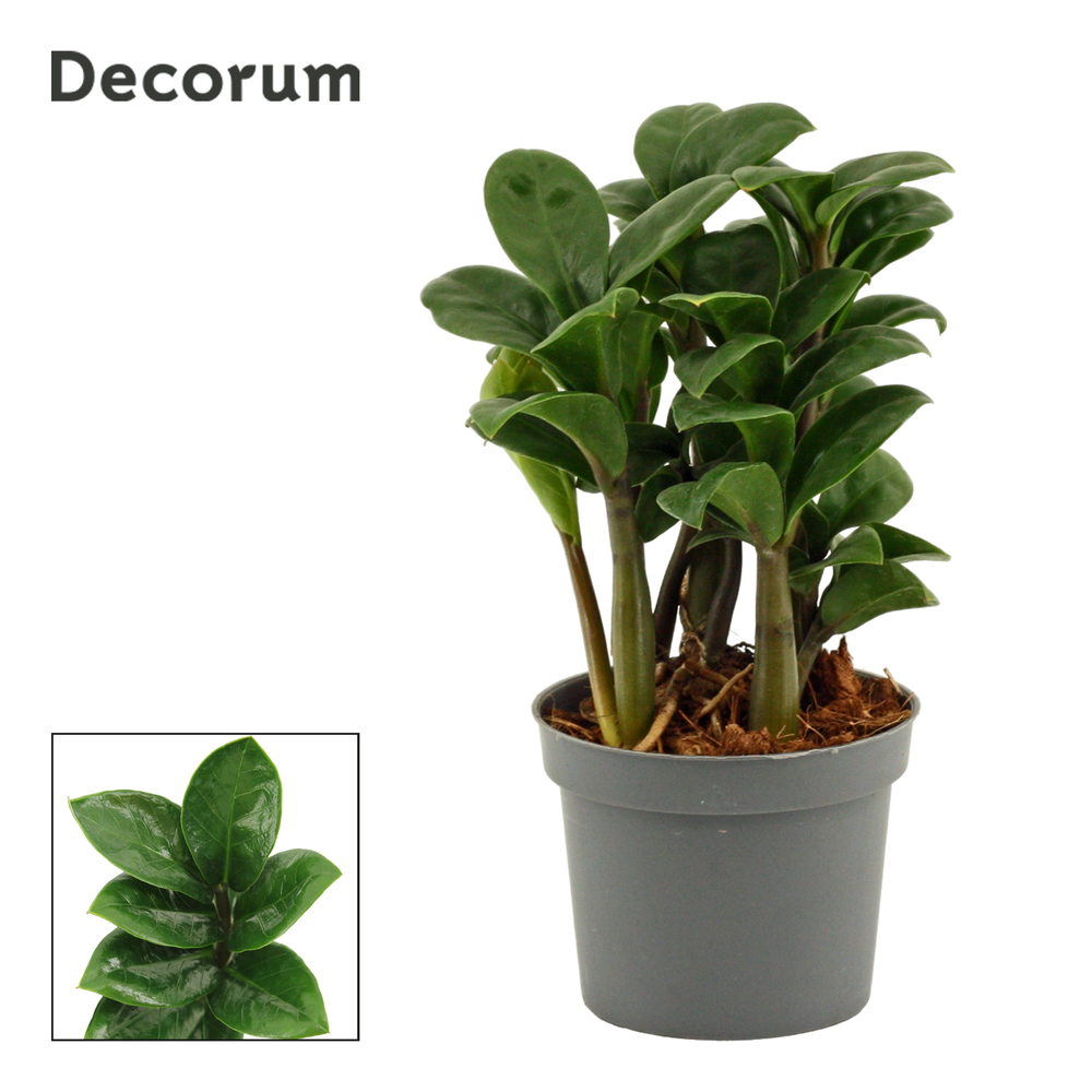 Zamioculcas Zenzi 9 cm, 4+ veren (Decorum).